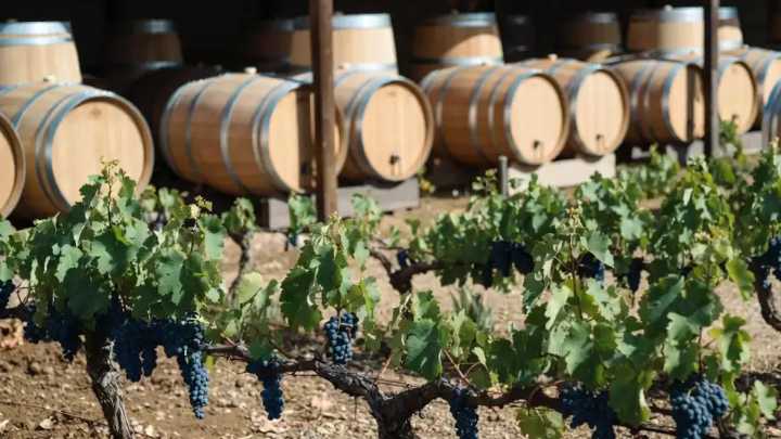 Cámaras vitivinícolas cuestionan en la Justicia puntos de la desregulación de Federico Sturzenegger