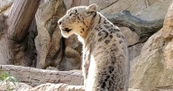 Santa Barbara Zoo welcomes a new snow leopard