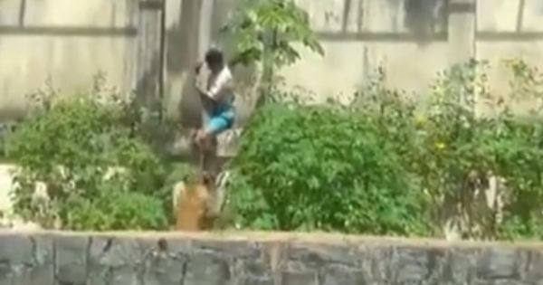 Tragedia en un zoológico: escaló un muro de 6 metros, entró a la jaula de la leona y murió