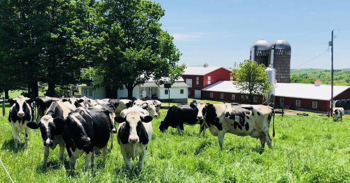 Calkins Creamery Crafts Award-Winning Cheeses at Sixth Generation Dairy Farm