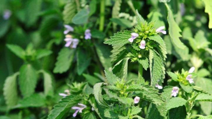 Plantas y aromáticas que brotan rápido en diciembre y resisten el calor del verano