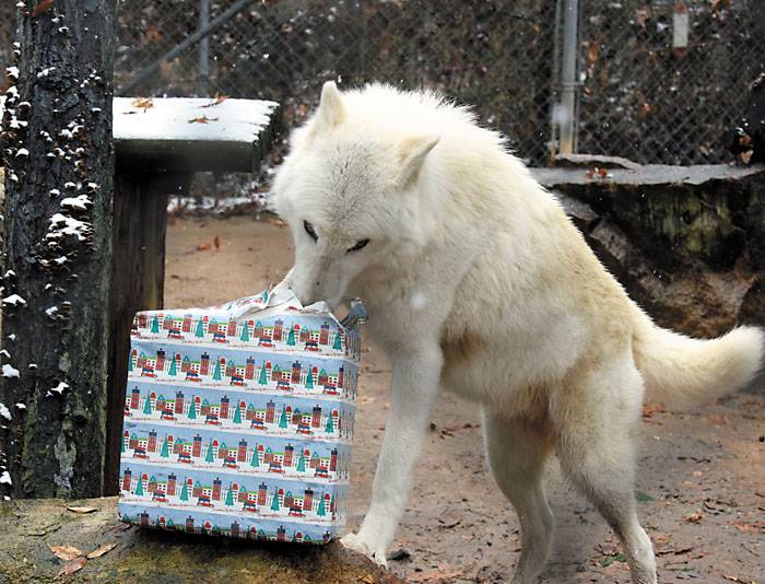 Christmas with the Claws returns to Tiger World