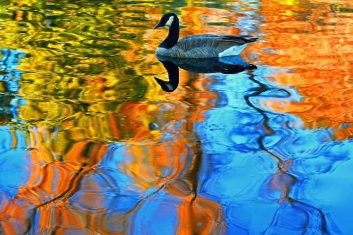 Busting the myth that California doesn’t have cold-season colors – Baltimore Sun