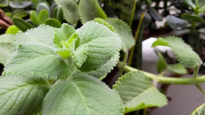 Cómo el orégano ayuda a la salud de las articulaciones