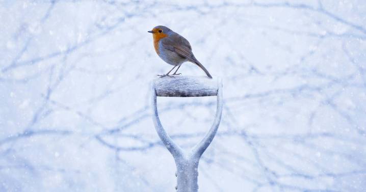 UK snow maps show 'arctic blast' before Christmas as temperatures drop