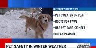 How to keep pets safe this holiday season