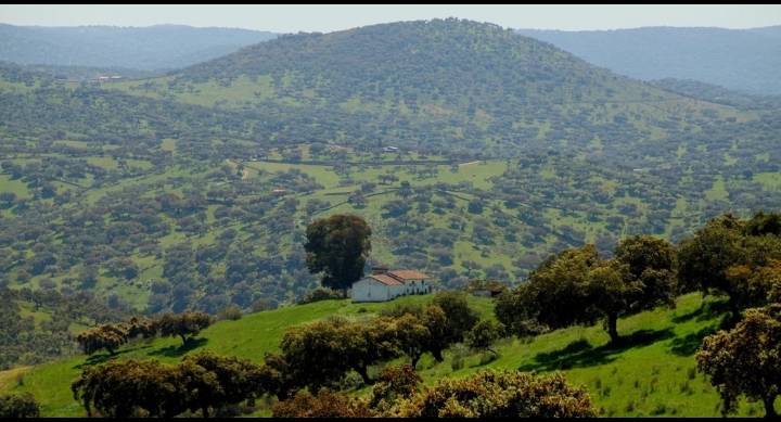 Aprobado el primer Plan Forestal de Extremadura: 364 M€ para blindar los montes