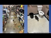 Drunk raccoon found passed out in liquor store bathroom after breaking in, ransacking shelves