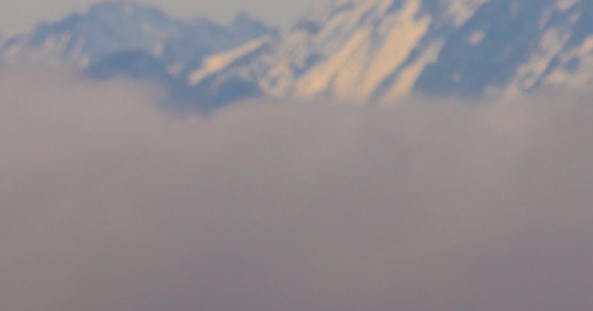 Pterodactyl on the Salish Sea