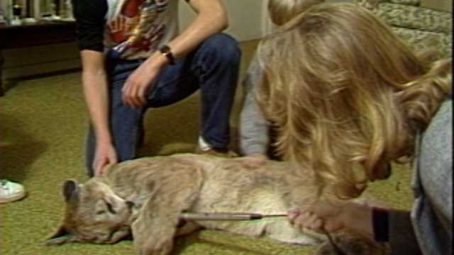 Teen surprised by cougar "attack," saved wild animal pet in 1982