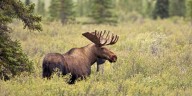 Duluth man charged for illegally shooting moose while deer hunting