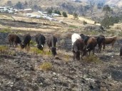 Yauyos: pobladores requieren ayuda urgente luego que incendio forestal arrasara pastizales y cultivos