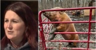 Owner of animal sanctuary sentenced to jail for cruelty in Livingston County