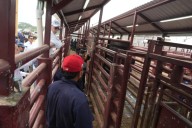 México avanza en combate al gusano barrenador con modernización del PVIF de Cosamaloapan