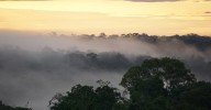 Está surgiendo un nuevo clima “hipertropical” en la Amazonía