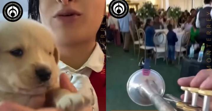 Familia de mariachis comparte cómo tuvieron que llevar a su cachorrito a una fiesta y terminó convirtiéndose en la sensación