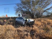 Conductor derriba árbol al perder el control en distribuidor vial de la Puerta Chihuahua