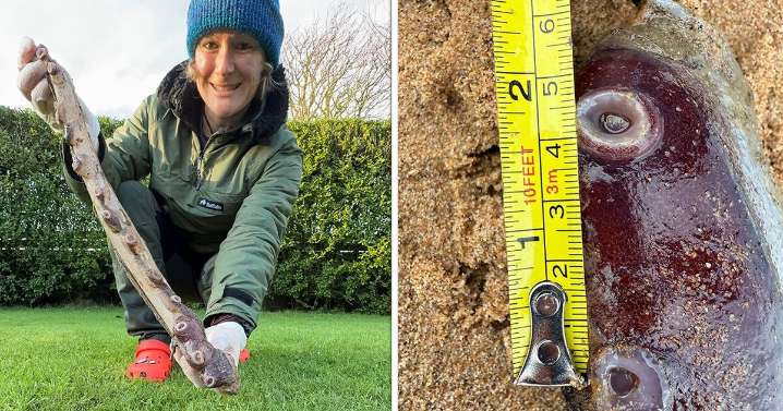 Mystery solved after ‘sea monster’ remains wash up on UK beach