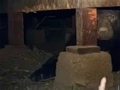 Oso Barry, roommate de sótano de un hombre de 63 años en California