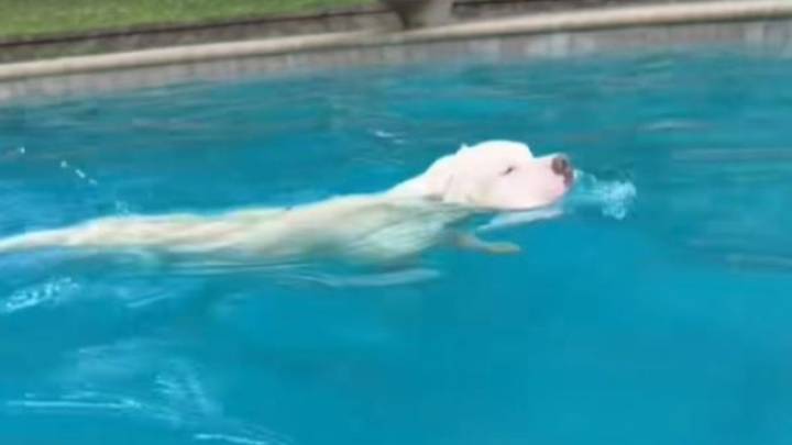 New Jersey Pup Refuses To Leave The Pool Even As Her Fur Turns Bright Green