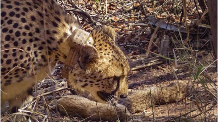 Cheetah cub dies at Kuno National Park in Madhya Pradesh