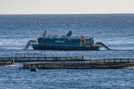 La Plataforma por un Litoral Limpio exige el cese del director general de Pesca por la crisis ambiental en Telde