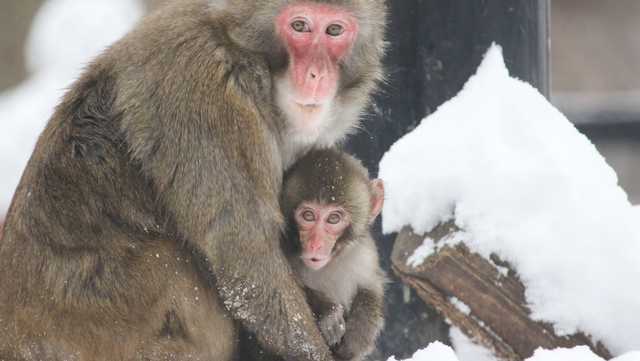 Baby snow monkey sees snow for first time at Blank Park Zoo