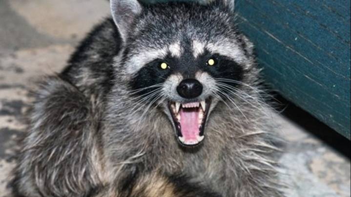 Cherokee County man drives an hour with raccoon in his coat, gets bitten in face, later learns it had rabies