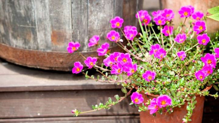 La planta que resiste el sol del verano y florece todo el día en maceta