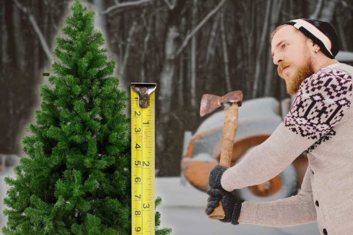 Did You Realize How Long It Takes to Grow a Christmas Tree?