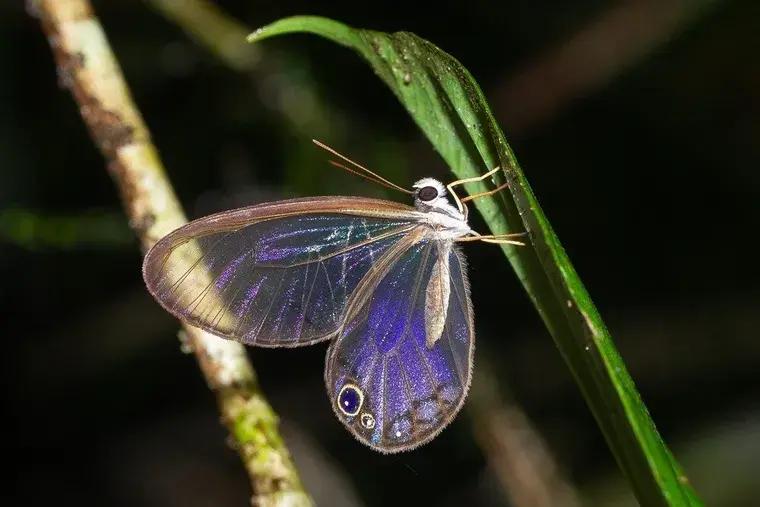 Deforestación está apagando los colores de 60 especies de mariposas amazónicas