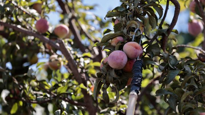 Región de O'Higgins: Ministerio de Agricultura informa "inminente erradicación" de la mosca de la fruta en Malloa