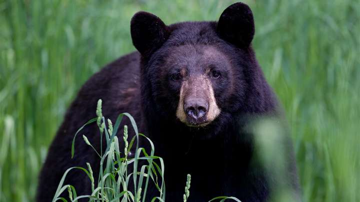 Florida kicks off first black bear hunt in a decade, despite pushback