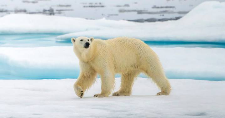 Polar bears are rewiring their own genetics to survive a warming climate