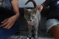 Endurece Tlaquepaque sanciones por maltrato animal