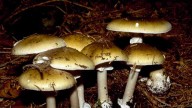 California officials warn against foraging wild mushrooms after deadly poisoning outbreak
