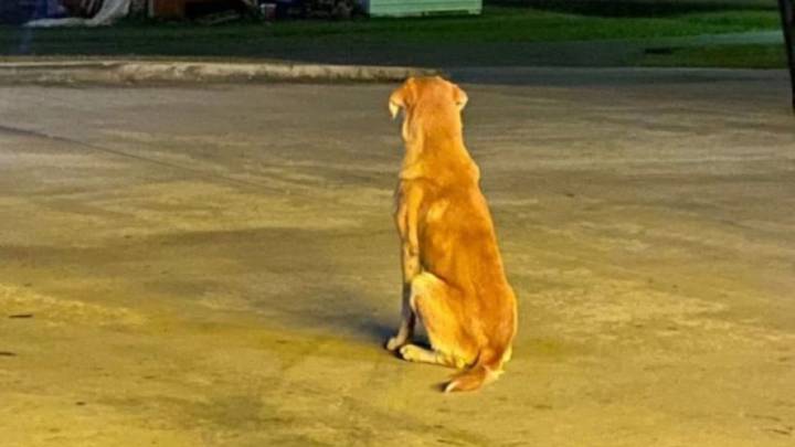 Alabama Dog Waits For His Owner In A Parking Lot, Then His Story Takes A Stunning Turn