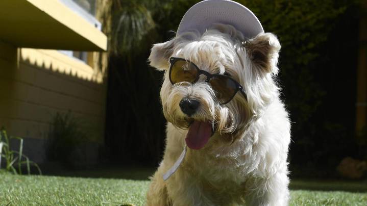 Nuevo estudio revela que no entendemos a nuestros perros tan bien como creemos