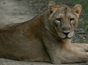 El renacer lento pero firme de los leones asiáticos en India impulsa la conservación