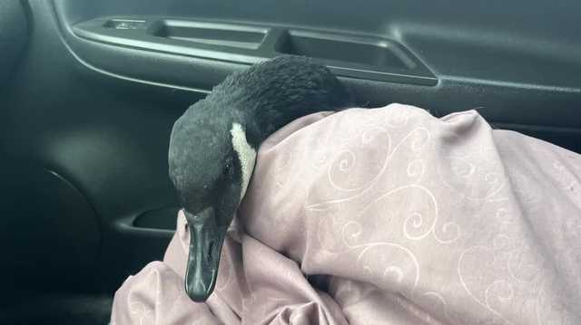 Firefighters save goose that was stuck on ice in Papillion
