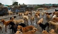 J&K: Teachers in govt, private schools directed to monitor and report stray dog population