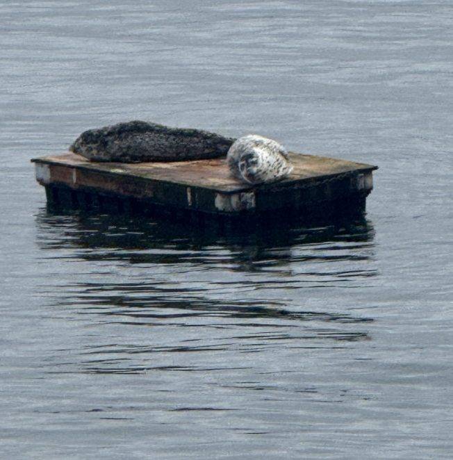 West Seattle Blog… | ‘Light Up the Night,’ holiday art-show openings, Winter Wander scavenger hunt, more for your West Seattle Friday