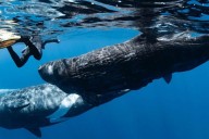 Unregulated tourism risks disrupting Timor-Leste’s whale migration