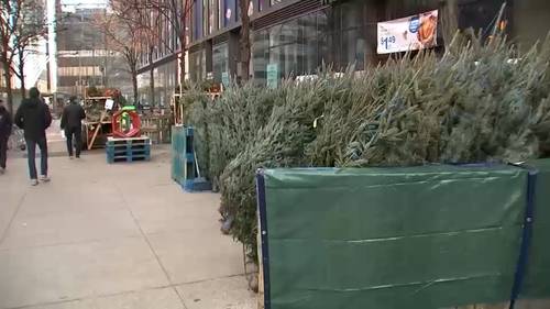 Christmas Tree shopping around NYC and the prices of real trees this holiday season