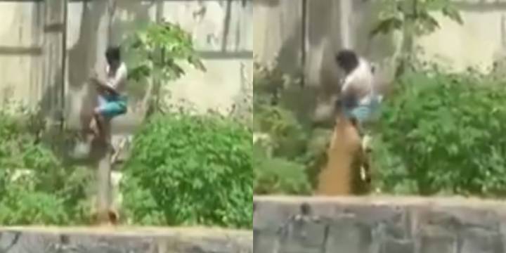 Un joven murió tras ingresar a la jaula de una leona en un zoológico de Brasil