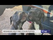 Neighbors help reunite stolen puppies with their owner after a day