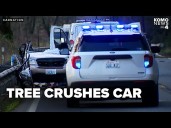 Woman killed after tree falls on car, driver critically injured