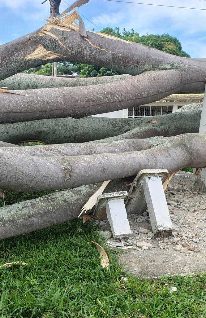 Terreno falso en un sector de avenida dos de Betijoque provocó caída de dos árboles