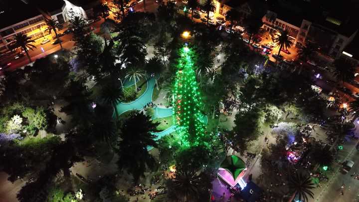Ovalle enciende el Árbol de Navidad natural más grande de Chile: fecha, horarios y todo lo que debes saber