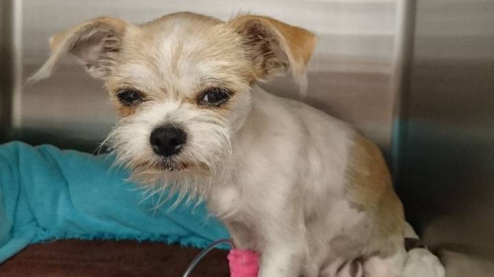 Texas Rescue Finds Abandoned Pup With A Heartfelt Surprise That Changed Everything